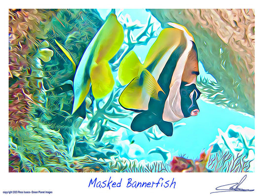 #10 Masked Bannerfish