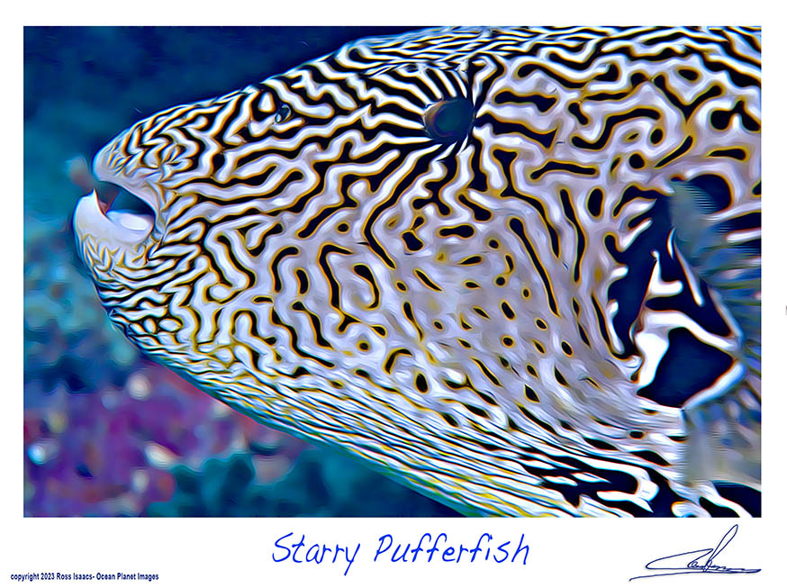 #15 Starry Pufferfish