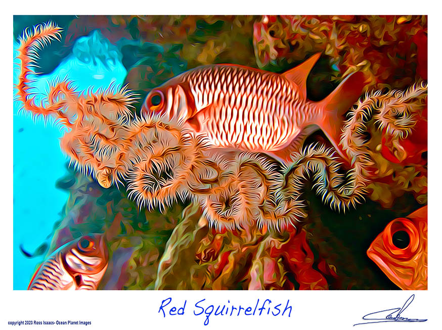 #16 Red Squirrelfish