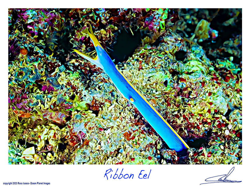 #19 Ribbon Eel