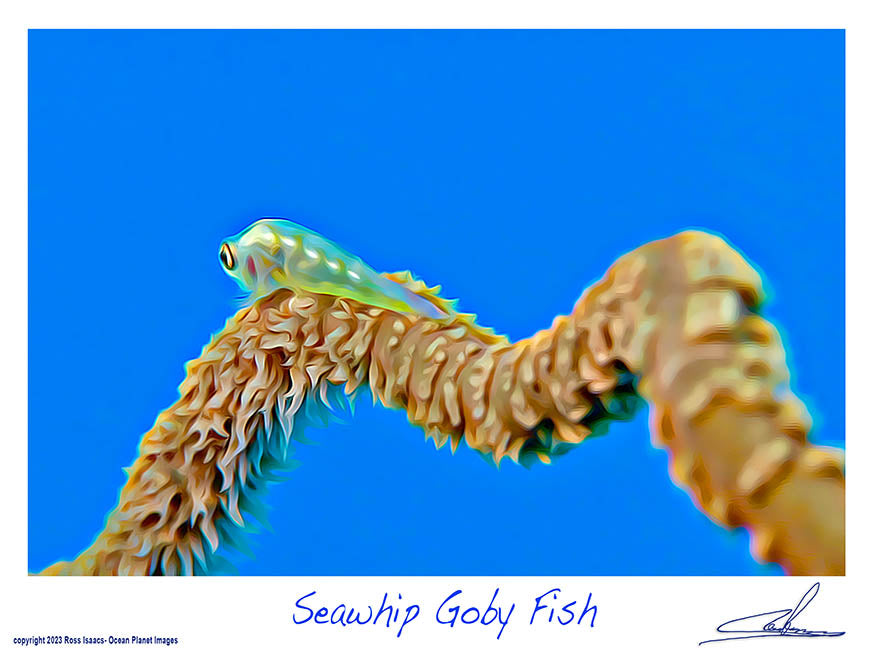 #21 Seawhip Goby Fish