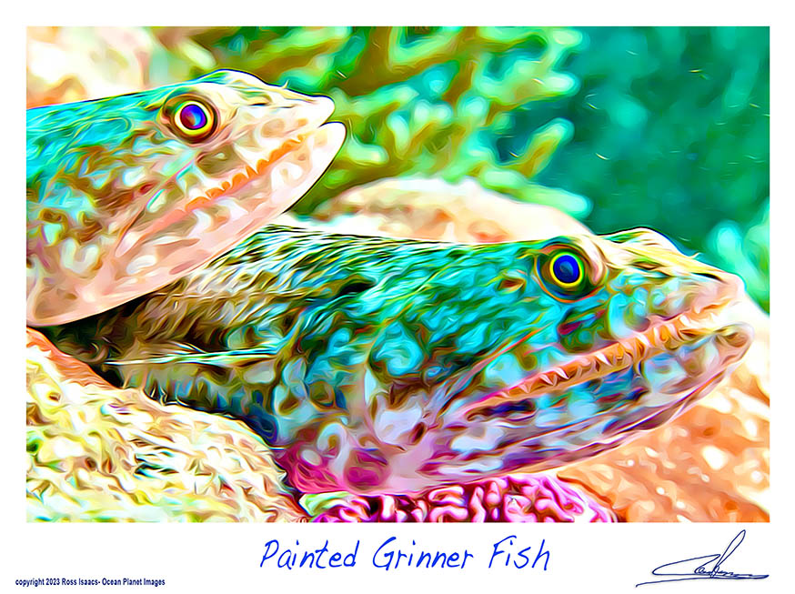 #22 Painted Grinner Fish