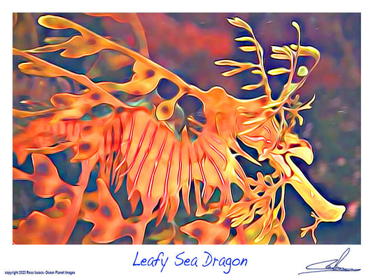 #23 Leafy Sea Dragon