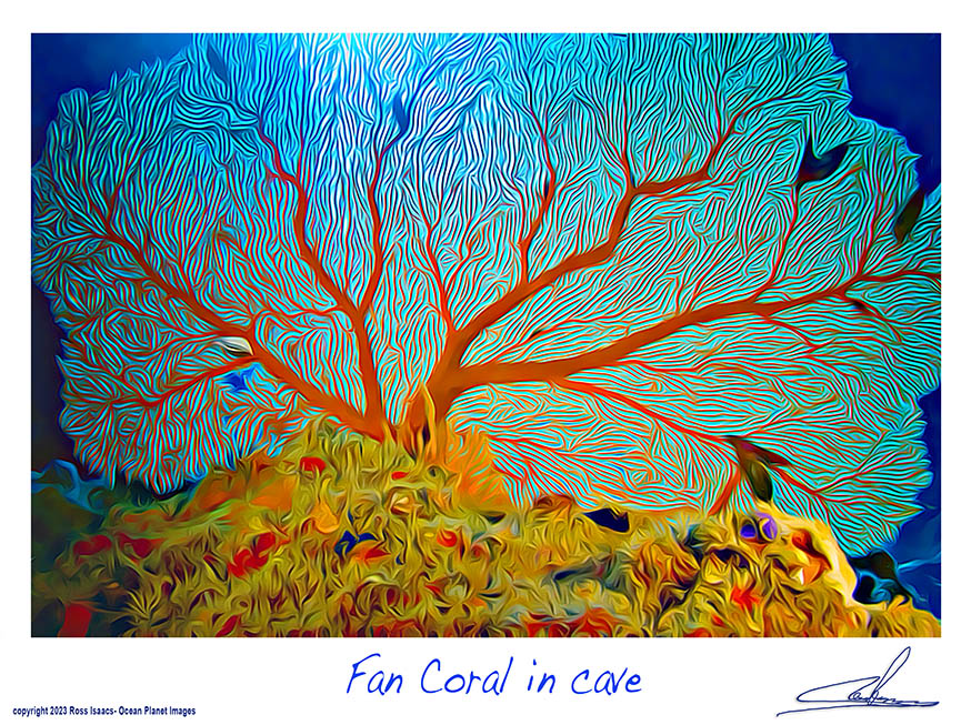 #32 Fan Coral in cave