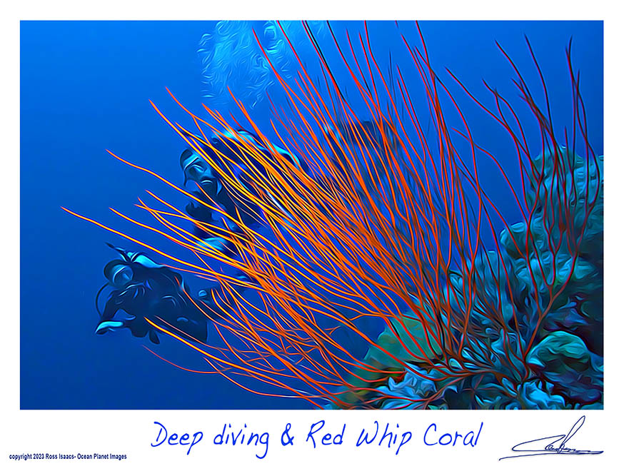 #41 Deep Diving & Red Whip Coral
