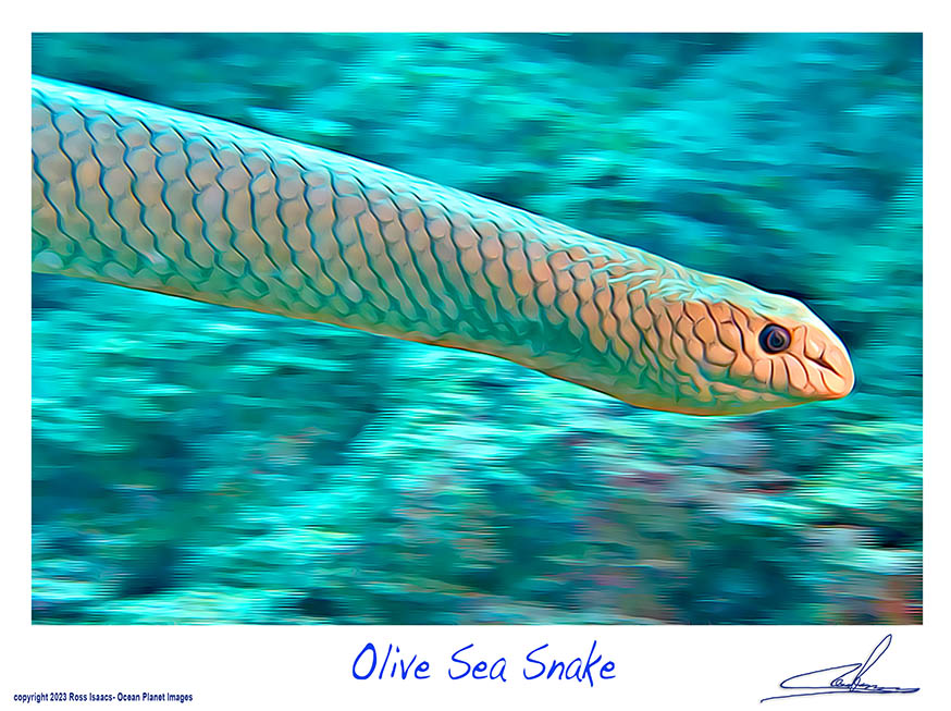 #47 Olive Sea Snake