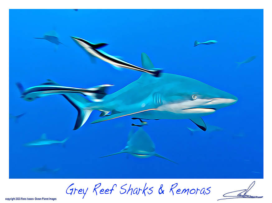 #50 Grey Reef Sharks & Remoras