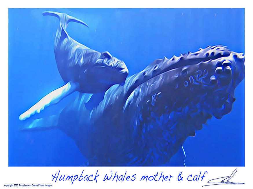 #58 Humpback whales mother & calf