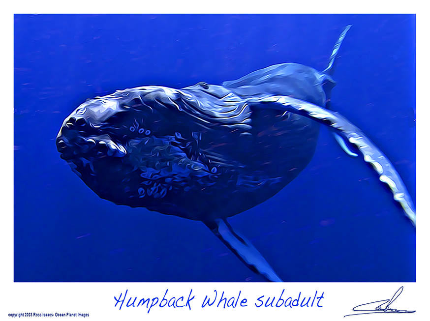 #60 Humpback whale subadult
