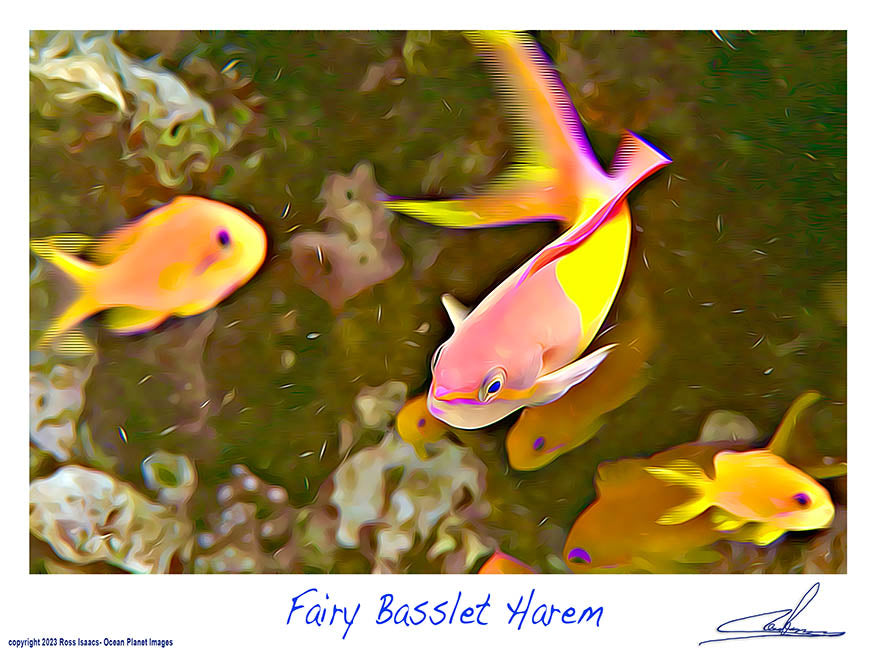 #06 Fairy Basslet Harem