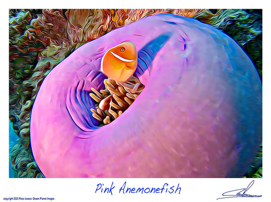 #08 Pink Anemonefish