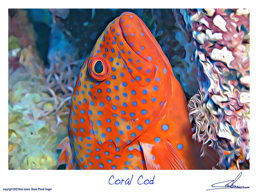 #14 Coral Cod