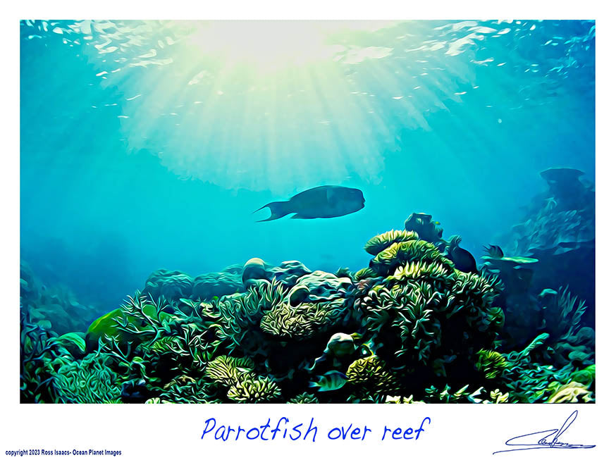 #01 Parrotfish over reef