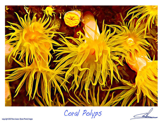 #25 Coral Polyps