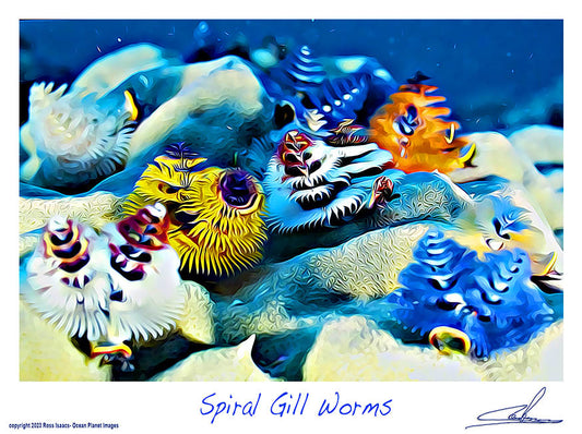 #26 Spiral Gill Worms