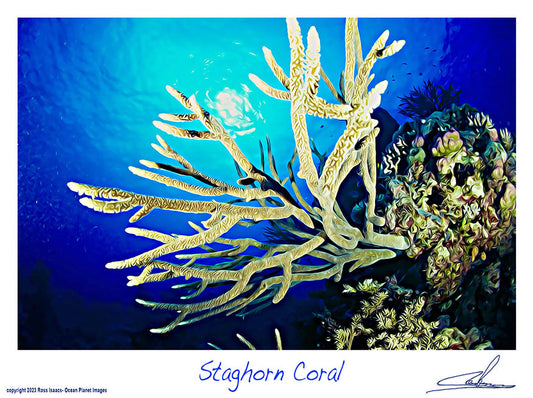 #27 Staghorn Coral