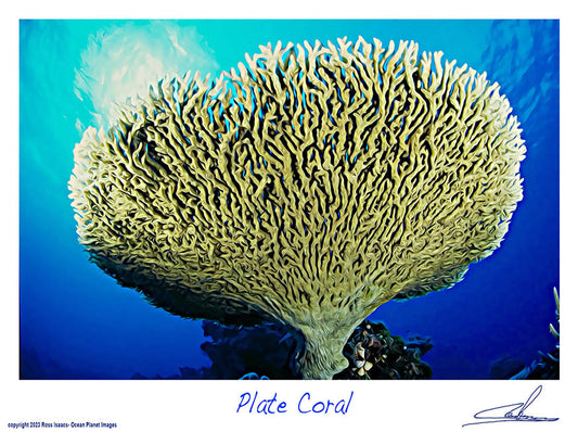 #29 Plate Coral