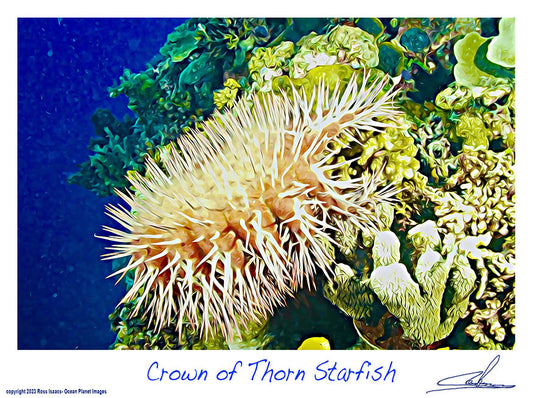 #30 Crown of Thorn Starfish