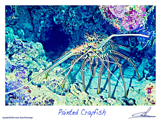 #34 Painted Crayfish