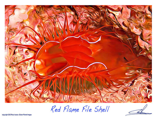 #35 Red Flame File Shell