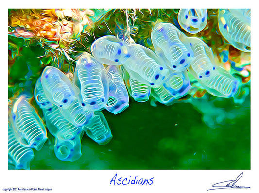#36 Ascidians