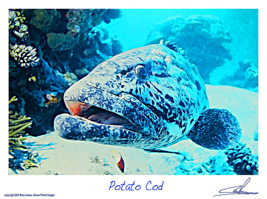 #37 Potato Cod