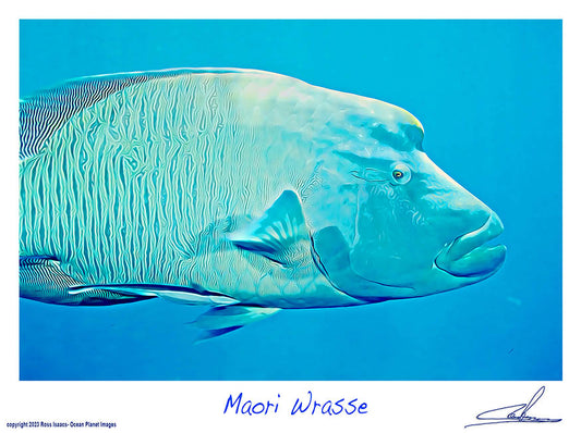 #38 Maori Wrasse