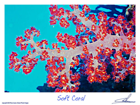 #40 Soft Coral