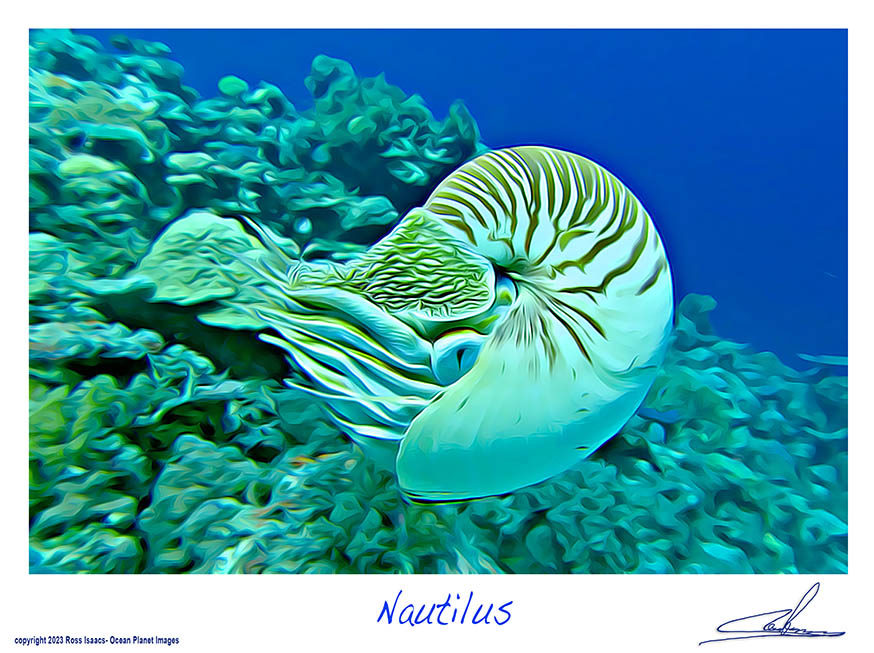 #42 Nautilus