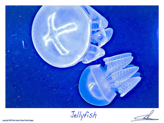 #43 Jellyfish