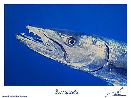 #44 Barracuda