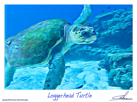 #46 Loggerhead Turtle
