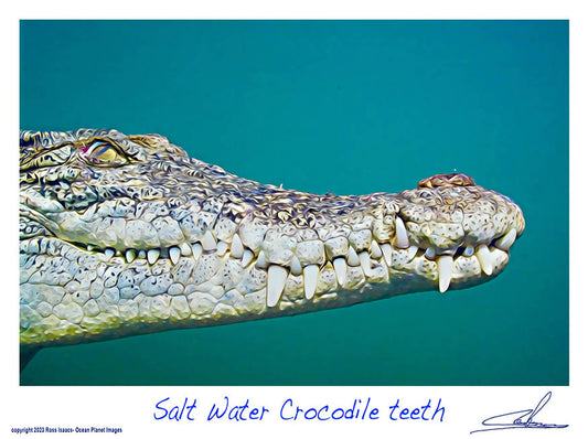 #48 Salt Water Crocodile teeth