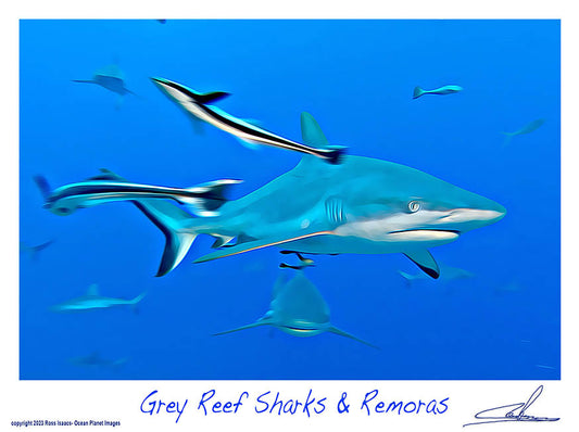 #50 Grey Reef Sharks & Remoras