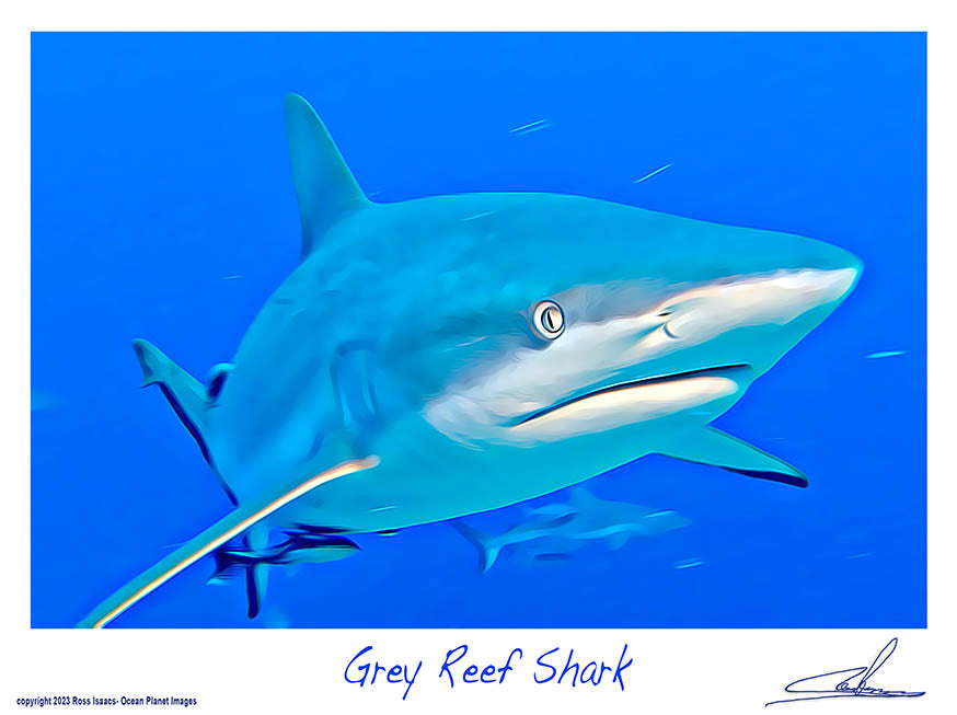 #51 Grey Reef Shark