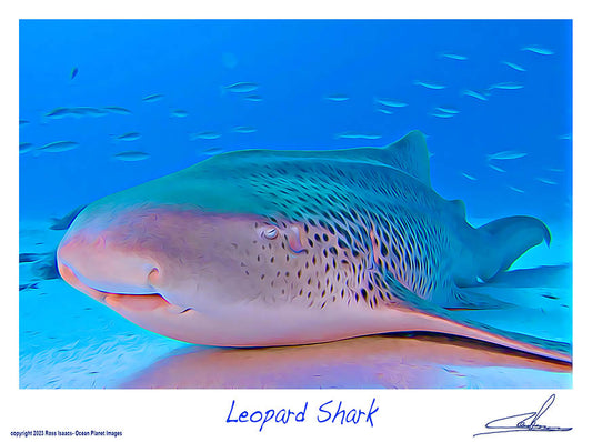 #52 Leopard Shark