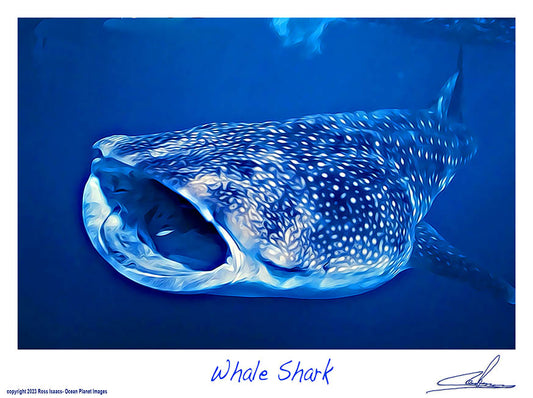 #53 Whale Shark