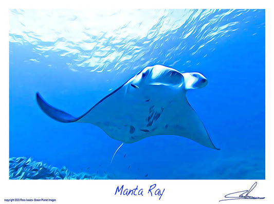 #54 Manta Ray