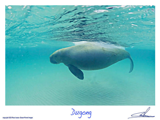 #55 Dugong