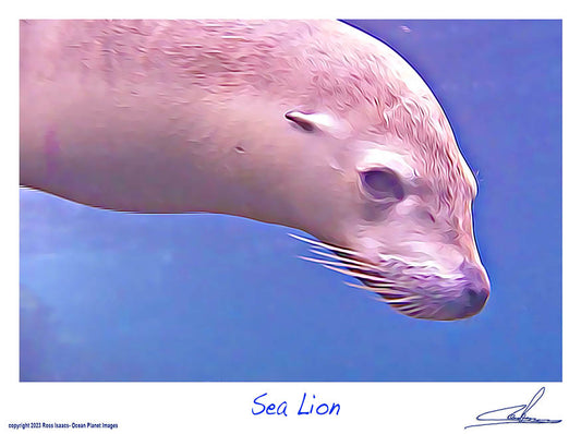 #56 Sea Lion