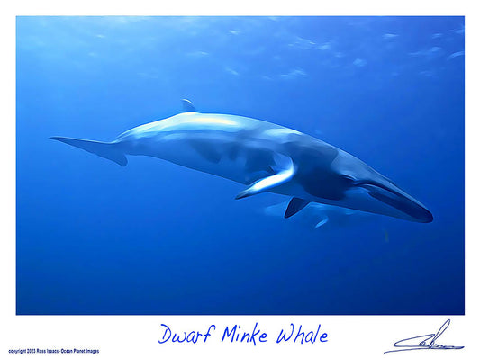 #57 Dwarf Minke Whale
