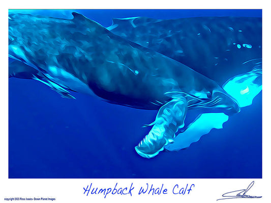 #59 Humpback whale calf