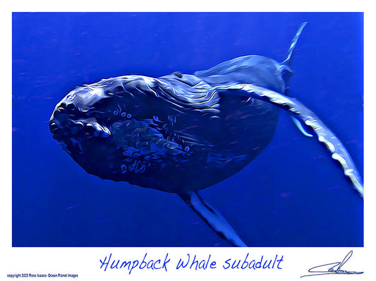 #60 Humpback whale subadult